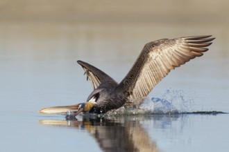 Brown Pelican (Pelecanus occidentalis) flying, Florida, USA, North America