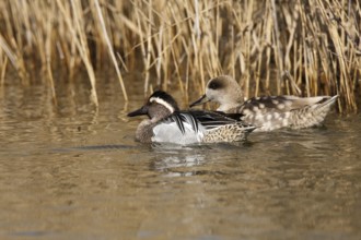 Garganey & Marbled Duck (Spatula querquedula & Marmaronetta angustirostris), Castile-La Mancha,