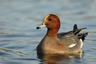 Eurasian Wigeon (Mareca penelope) male, Arizona, USA, North America