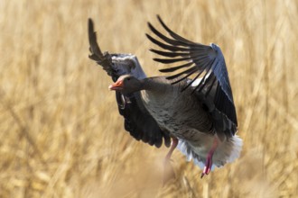 Flying goose with spread wings in a reed field, greylag goose (Anser anser), wildlife, Germany,