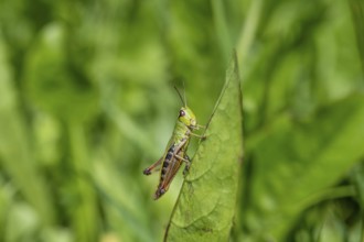 Great green bush cricket (locusta), grasshopper, on a leaf in a meadow, Tyrol, Austria, Europe