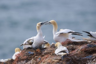 Northern gannet (Morus bassanus) greet each other with their beaks in the colony, at sunset,