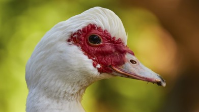 Close-up of a white duck (anas) with red beak, blurred green background, Rodini Park, municipal