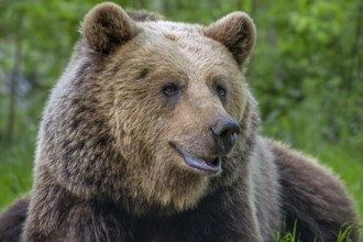 European brown bear (Ursus arctos) close-up portrait in forest