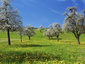 Field of flowering dandelions and pear trees (Pyrus communis), Beinwil, Freiamt, Canton Aargau,