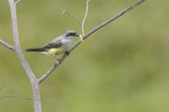 Snowy-throated Kingbird (Tyrannus niveigularis) carrying caterpillar in its beak, Guayas, Ecuador,
