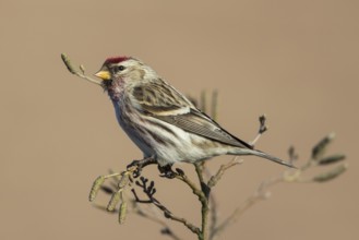 Common Redpoll (Acanthis flammea) male perched on a branch, Netherlands