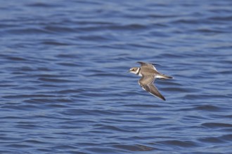 Little Ringed Plover (Charadrius dubius) juvenile flying, Baden-Wuerttemberg, Germany, Europe