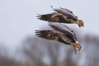 Greater White-fronted Goose (Anser albifrons) two birds in flight, North Rhine-Westphalia, Germany,
