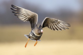 Greater White-fronted Goose (Anser albifrons) flying, North Rhine-Westphalia, Germany, Europe