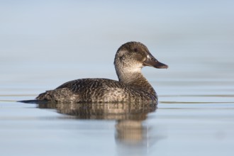 Blue-billed Duck (Oxyura australis) female, Victoria, Australia, Oceania