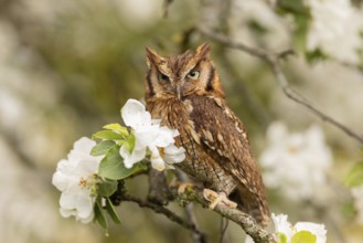 Tropical Screech Owl (Megascops choliba) captive, Germany, Europe