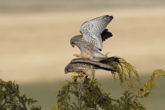Common Kestrel (Falco tinnunculus) pair mating, Saxony, Germany, Europe
