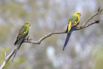 Regent Parrot (Polytelis anthopeplus) pair perched on a branch, Victoria, Australia, Oceania