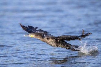 Great Cormorant (Phalacrocorax carbo) taking flight, Andalusia, Spain, Europe