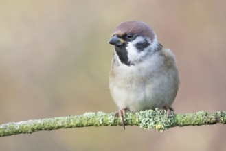 Eurasian Tree Sparrow (Passer montanus) perched on a branch, Lower Saxony, Germany, Europe