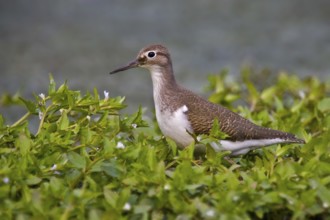 Common Sandpiper (Actitis hypoleucos), Saxony-Anhalt, Germany, Europe