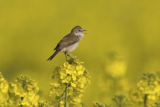 Common Whitethroat (Sylvia communis) singing, Lower Saxony, Germany, Europe