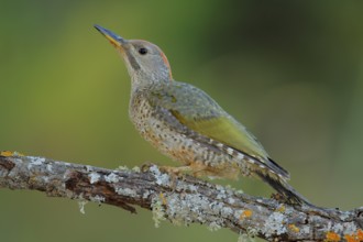 European Green Woodpecker (Picus viridis) juvenile female, Andalusia, Spain, Europe