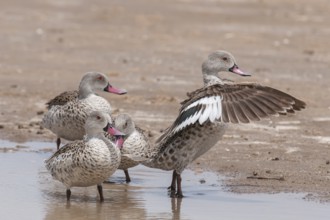 Cape Teal (Anas capensis), Northern Cape, South Africa, Africa