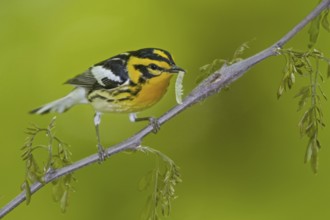 Blackburnian Warbler (Setophaga fusca) male, Ontario, Canada, North America