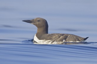 Common Murre (Uria aalge), Newfoundland, Canada, North America