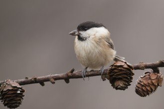 Willow Tit (Poecile montanus) perched on a branch, Lower Saxony, Germany, Europe