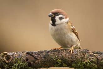 Eurasian Tree Sparrow (Passer montanus) perched on a branch, Lower Saxony, Germany, Europe