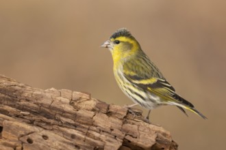 Eurasian Siskin (Spinus spinus) male, Lower Saxony, Germany, Europe