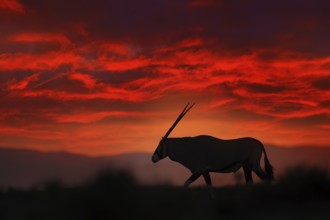 Oryx with orange sand dune evening sunset. Gemsbock large antelope in nature habitat, Sossusvlei,