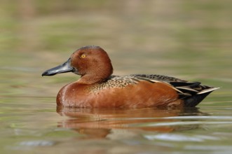 Cinnamon Teal (Spatula cyanoptera) male, Texas, USA, North America