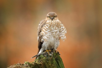 Sparrowhawk, Accipiter nisus, sitting green tree trunk in the forest with caught little songbird.