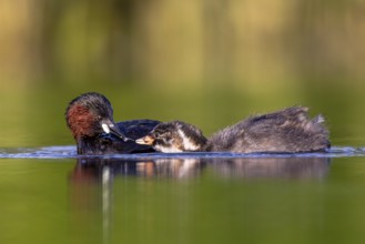 Little Grebe (Tachybaptus ruficollis) adult feeding chick, North Rhine-Westphalia, Germany, Europe