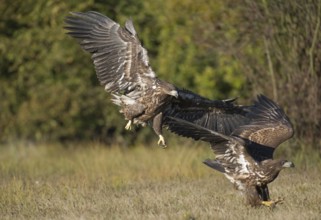 White-tailed Eagle (Haliaeetus albicilla) juvenile wrangling, Poland, Europe