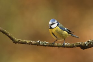 Eurasian Blue Tit (Cyanistes caeruleus), Utrecht, Netherlands