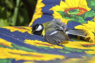 Great Tit (Parus major) sunbathing in garden chair, Mecklenburg-Western Pomerania, Germany, Europe