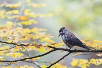 Nutcracker - Tannenhäher - Nucifraga caryocatactes ssp. caryocatactes, Germany, adult, Europe