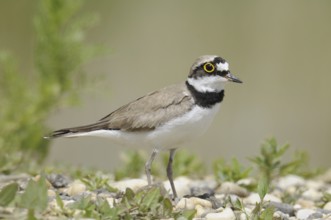 Little Ringed Plover (Charadrius dubius), Austria, Europe