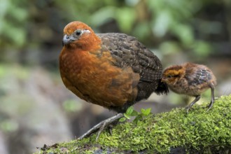 Chestnut Wood-quail (Odontophorus hyperythrus) perched on a branch in Colombia, South America