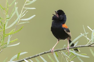 Red-backed Fairywren (Malurus melanocephalus) perched on a branch in eastern Australia