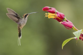 Scale-throated Hermit (Phaethornis eurynome) feeding at a flower in the Atlantic Rainforest of