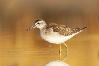 Wood Sandpiper (Tringa glareola), Greece, Europe
