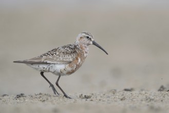 Curlew Sandpiper (Calidris ferruginea) foraging, Mecklenburg-Western Pomerania, Germany, Europe