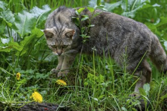 European wildcat, wild cat (Felis silvestris silvestris) foraging in grassland, meadow