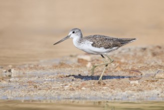 Common Greenshank (Tringa nebularia) foraging, Eilat, Israel, Asia