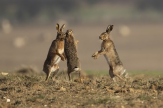 European brown hare (Lepus europaeus) three adult animal hares boxing in a farmland cereal field in