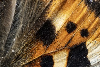 Close-up of a wing of a butterfly, Small tortoiseshell (Aglais urticae, Nymphalis urticae), macro