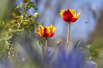 Two blooming tulips (Tulipa) with bee, flowers red and yellow, open, blurred foreground and
