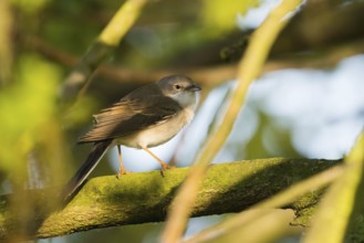 A common whitethroat (Sylvia communis) sitting on a branch covered with green leaves in the
