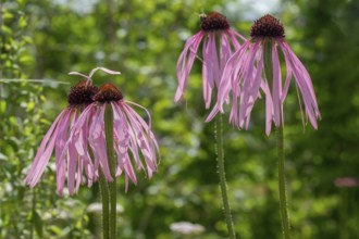 Flowers of the medicinal plant coneflower (Echinacea pallida), Münsterland, North Rhine-Westphalia,